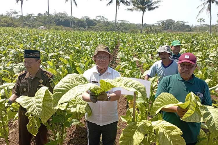 Komoditi Tembakau Lagi Naik Daun, Petani di Kabupaten Malang Didorong Budidaya
