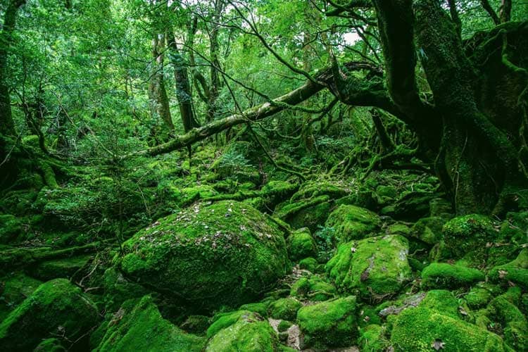 The Untamed Beauty of 5 Densest Forests in the World