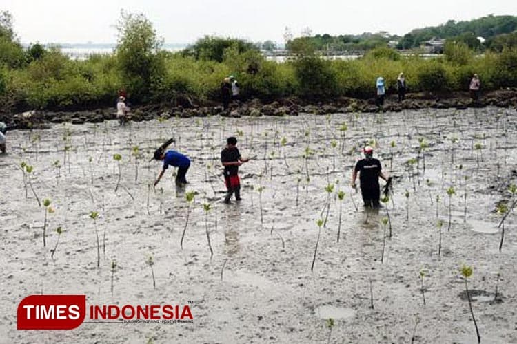 Tanam Mangrove di Mengare, Petrokimia Gresik Berkontribusi Jaga Ekosistem Laut