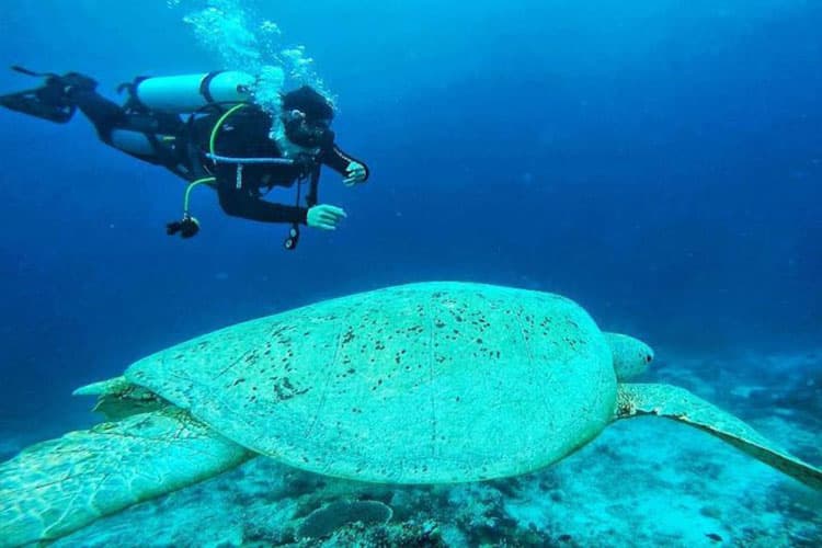 Pesona Biota Laut Maratua, Surga Tersembunyi di Kawasan Terluar NKRI