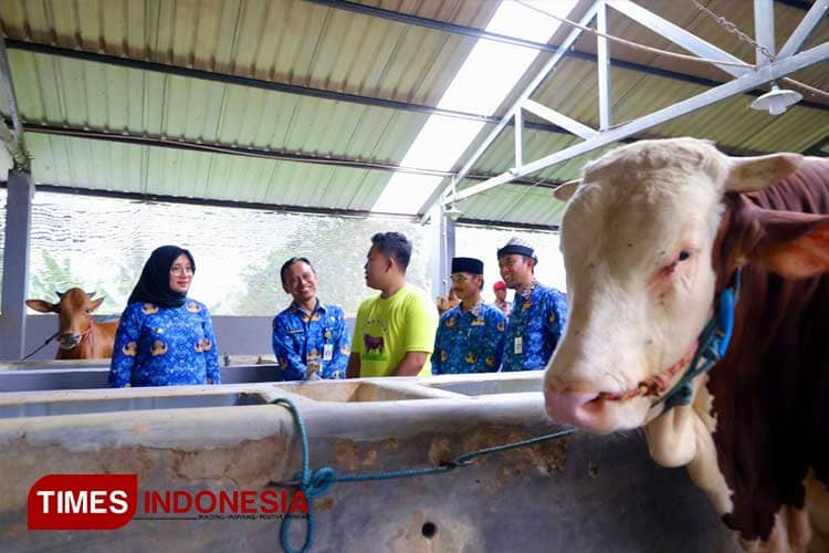 Kisah Enzo Farm Banyuwangi, Sukses Beternak Sapi hingga Dipesan Jokowi