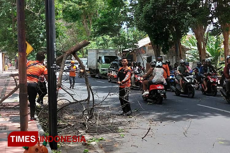 Angin Kencang Berpotensi Tumbangkan Pohon Ancam Banyuwangi