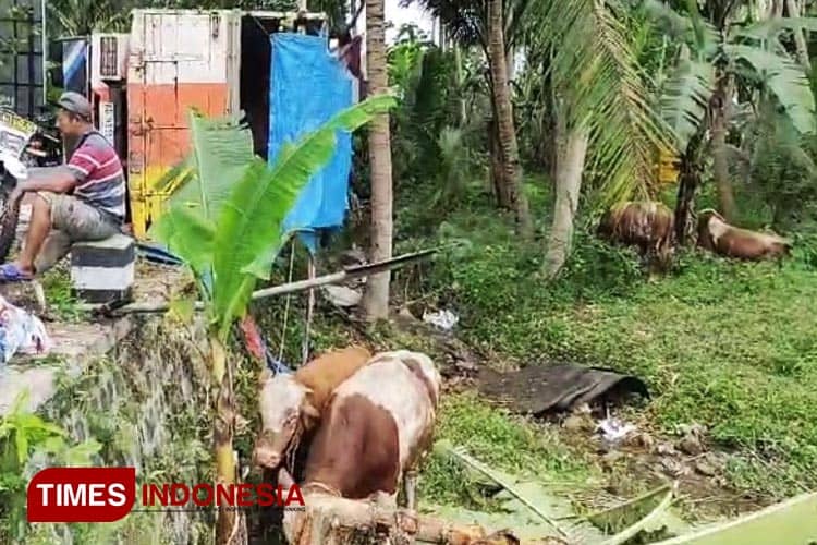 Truk Alami Kecelakaan di Pacitan, Empat Sapi Terpental ke Jurang