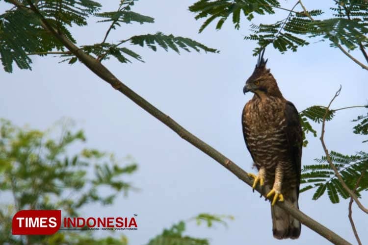 Melihat Elang dan Kukang Jawa di Hutan Reklamasi Tambang Emas PT Bumi Suksesindo