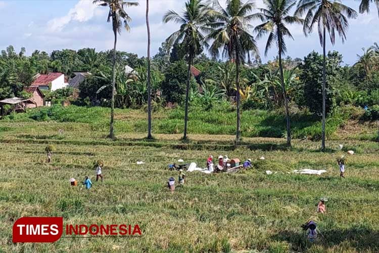 Meski Sempat Terdampak El Nino, Produksi Padi di Banyuwangi Masih Surplus