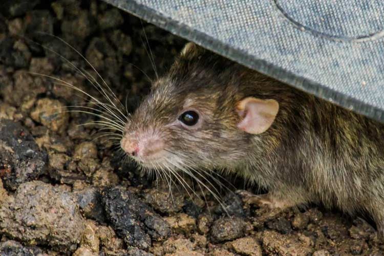 Mengenal Virus Hanta, Penyakit yang Dibawa Tikus dan Celurut