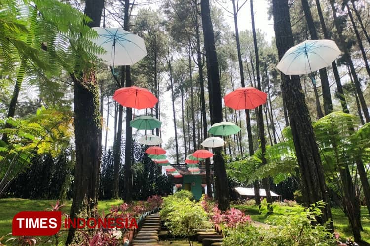 Menikmati Kopi Raja Merem Wisata di Hutan Pinus Prabalintang
