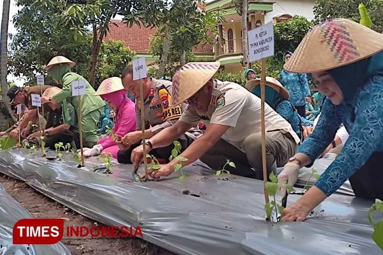 Harga Cabai Mahal, Pemkab Bondowoso Ajak Warga Tanam di Pekarangan