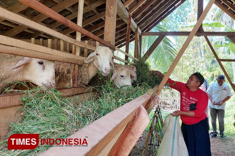 Menilik Usaha Ternak Domba Kyai Langgar Banyuwangi