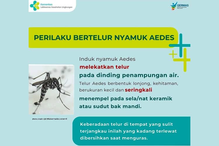 Waspada! Kasus DBD di Kabupaten Malang Naik Tinggi