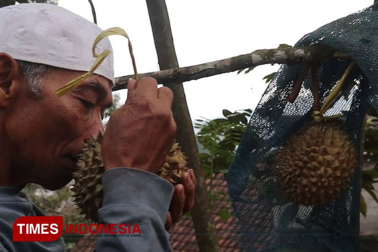 Durian Kleting Kuning, Kenikmatan Kelas Dunia dari Ngantang Kabupaten Malang