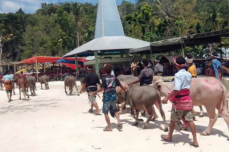 3 Tradisi Budaya Unik yang Masih Dipertahankan di Sumba Timur
