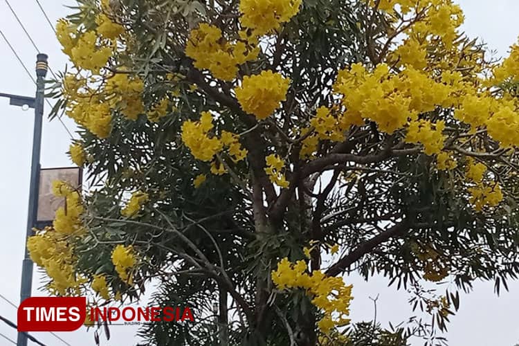 Indahnya, Bunga Tabebuya Bermekaran di Depan Pendopo Kabupaten Pemalang
