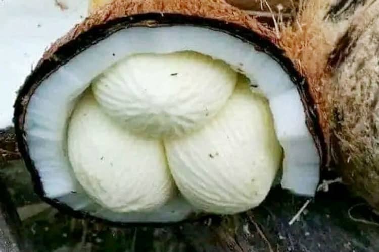 Anda Tahu Kentos Kelapa? Ini Manfaatnya untuk Kesehatan Jantung