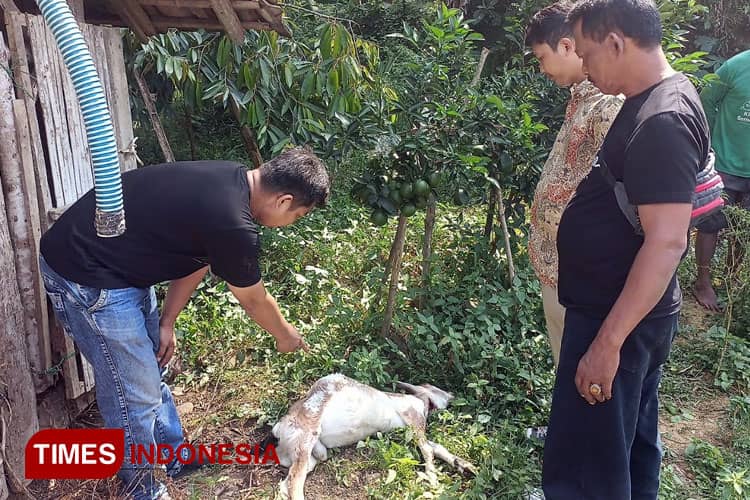 Sakit Hati, Kambing Warga Pacitan Jadi Korban Penganiayaan