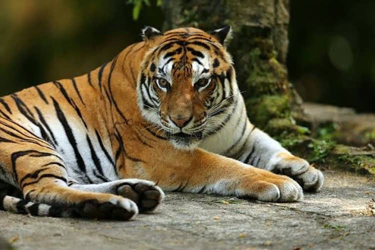 Seekor Harimau Berkeliaran di Masjid di Solok Sumatra Barat