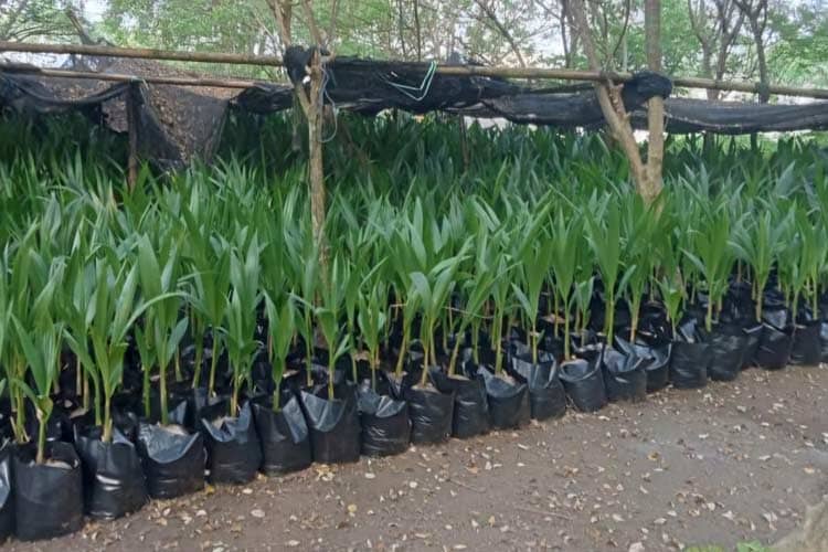 Perkebunan Kelapa Bido Segera Diwujudkan dan Bakal Jadi Objek Wisata Baru di Morotai