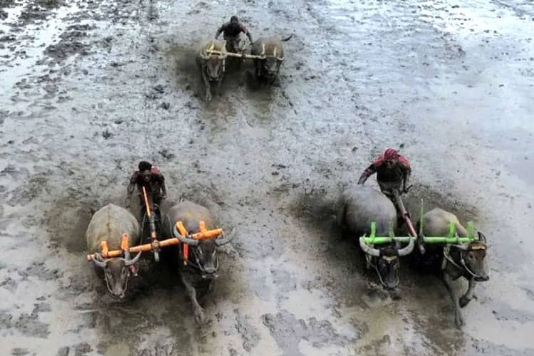 Karapan Kerbau di Lumajang, Tradisi Gotong Royong dan Kebudayaan Agraris