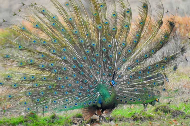 Catat! Ini Waktu Terbaik Mengunjungi Savana Sadengan Taman Nasional Alas Purwo