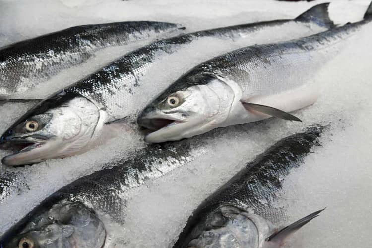 Kelebihan dan Kekurangan Mengonsumsi Ikan Beku, Apa Saja?