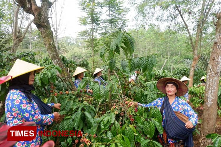 Pengalaman Tradisi: Upacara Mantenan Kopi “Sri Gondel-Joko Gondol” di Perkebunan Kopi Kawisari