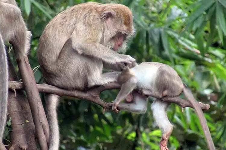 Menilik Tingkah Lucu Sekawanan Monyet Liar di Hutan Surajaya Pemalang