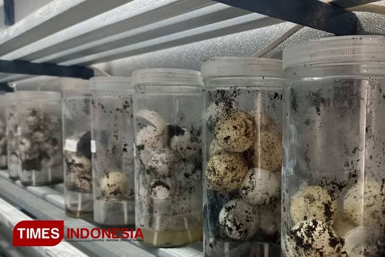 Dari Banyuwangi untuk Dunia, Intan Box Selamatkan Penyu dari Kepunahan