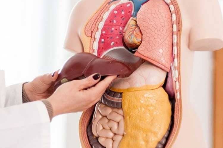 Fungsi Organ Tubuh Menurun 1 Persen Setelah Usia 30 Tahun