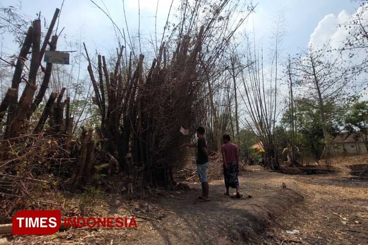 Viral! Tumbang Sembilan Bulan, Barongan di Probolinggo Berdiri Lagi