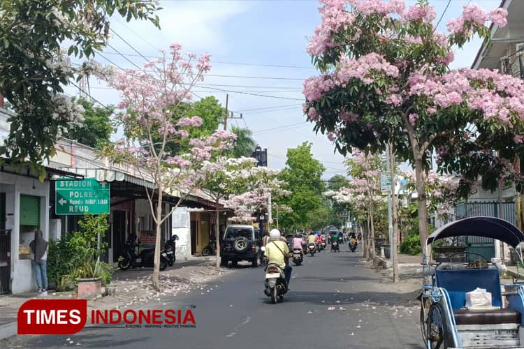 Tabebuya Bondowoso Tawarkan Pesona Musim Semi ala Jepang
