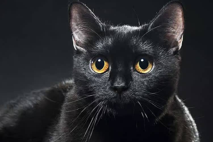 Tips Cara Jaga Bulu Kucing Hitam Tetap Berkilau