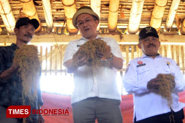 Hasil Panen untuk Luar Kota, Petani Berharap Tembakau Lokal Jadi Bahan Baku PR di Malang