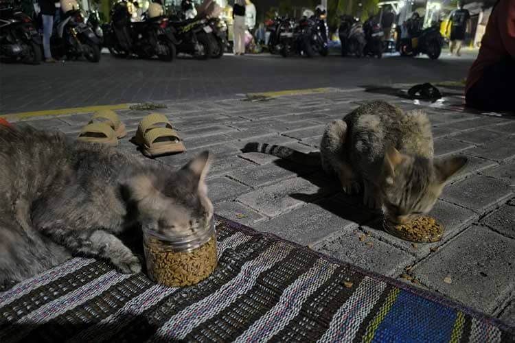 Komunitas di Gresik Berjuang Selamatkan Kucing Terlantar