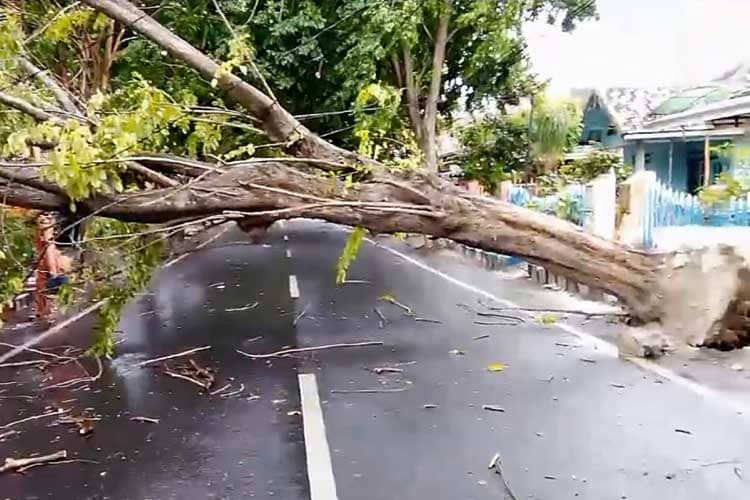 Angin Kencang Ngamuk di Banyuwangi, Pohon Besar Tumbang di Mana-Mana