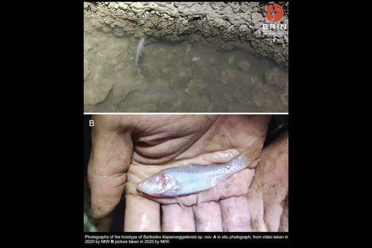 Penemuan Spesies Ikan Gua Buta Baru di Bogor, Barbodes klapanunggalensis