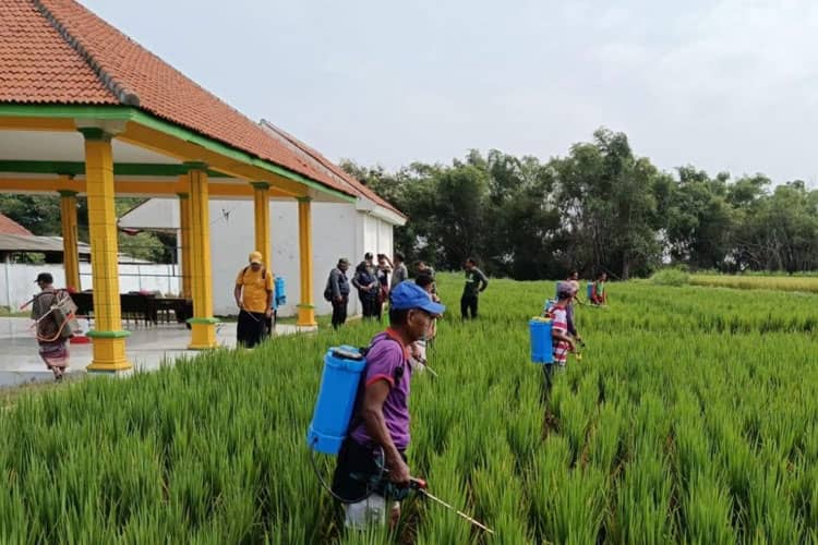 Pemkab Probolinggo Canangkan Gerakan Pengendalian Wereng Batang Coklat