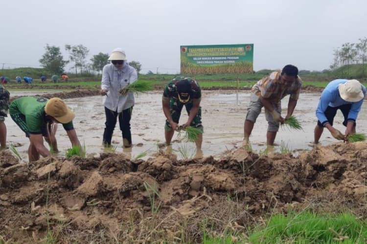 Dukung Ketahanan Pangan, Kodim 0812 - Unisla Kembangkan Padi Malay Jumbo 2