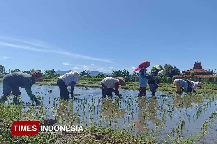 Banyuwangi Siap Menuju Swasembada Pangan dengan Perluas Areal Tanam Hingga Libatkan Generasi Milenial