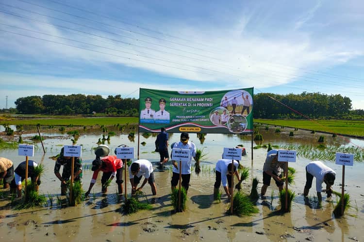 Kodim Lamongan dan Forkopimda Tanam Padi Serentak Dukung Ketahanan Pangan