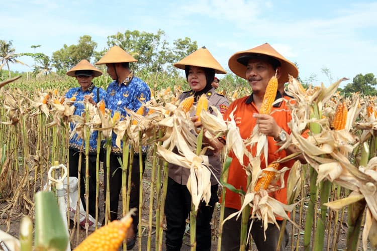 Polres Bantul Panen 7,32 Ton Jagung per Hektare di Lahan Non Baku