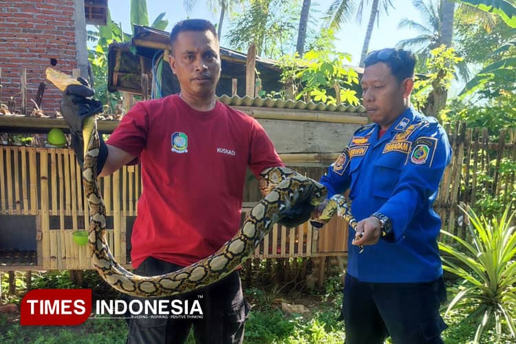 Ular Piton 3 Meter Memangsa Sejumlah Ayam Milik Warga Banyuwangi