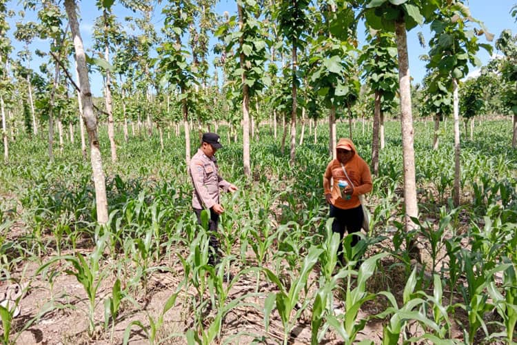 Bhabinkamtibmas Jadi Garda Depan Sukseskan Food Estate di Banyuwangi