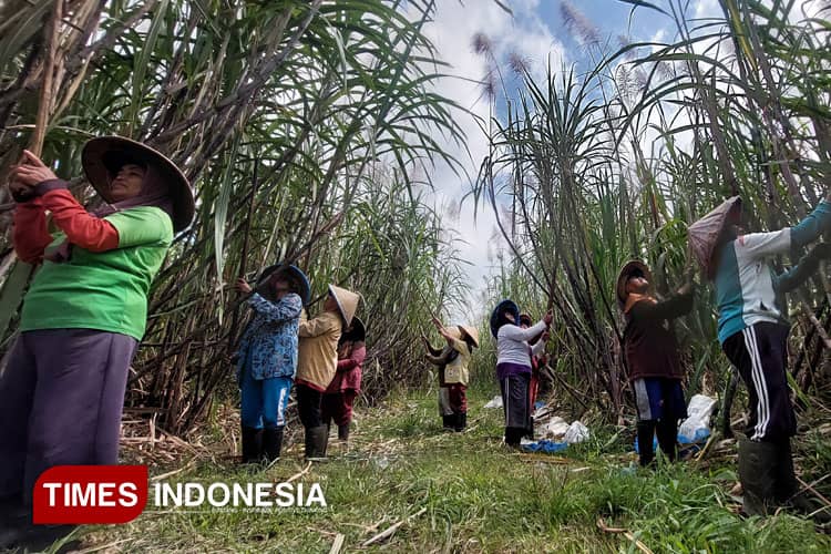 Tebu Cening, Si Raksasa Manis Songgon Banyuwangi yang Siap Panen