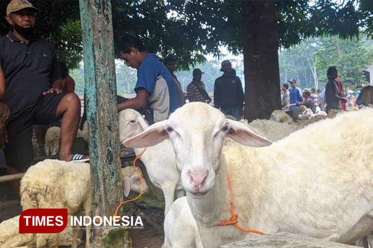 Ingin Berkurban? Simak 3 Syarat Penting agar Ibadahmu Sah dan Bernilai Sunnah
