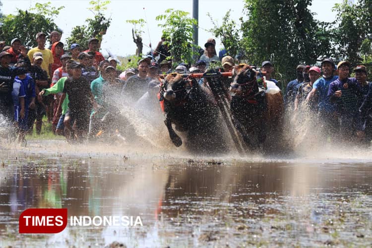 Kerapan Sapi Brujul di Kota Probolinggo Ricuh, Ini Respons Komunitas Pecinta Budaya