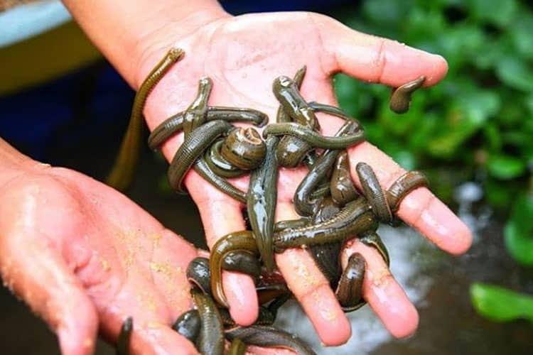 Mengenal Terapi Lintah, Cara Alami Atasi Beragam Masalah Kesehatan