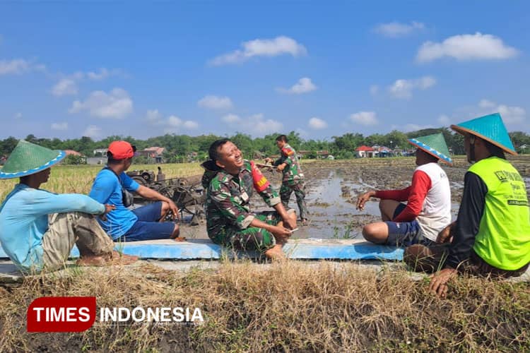 TNI Sahabat Petani: Kisah Babinsa Turun ke Sawah di Desa Bajulan