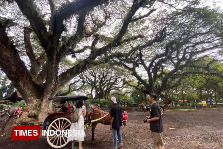 De Djawatan dan Boom Marina, Wisata Favorit di Banyuwangi