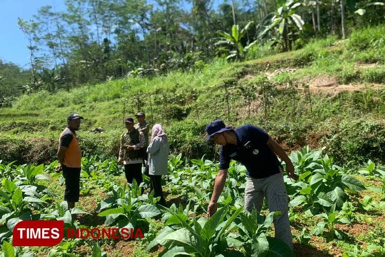 Petani Tembakau Bondowoso Terdesak Cuaca dan Pasar, Telat Panen dan Harga Anjlok