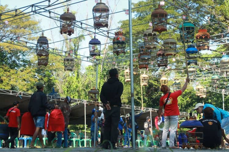 Dongkrak Produk UMKM, Pemkab Probolinggo dan Gerakan Koperasi Gelar Lomba Gacoran Perkutut Lokal